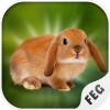 Escape Games – Rabbit
River Escape Game Studio