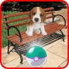 Pocket Puppy Pet Go! Pocket Games MDP