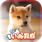 幸せの柴犬育成ゲーム3D EikoMorozumi