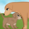 犬の妊娠ゲーム2 NetApps