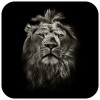 Lion King CM Locker
Theme Cheetah Mobile (Secure Lockscreen)
