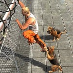 Prisoner Escape – Police
Dog Vital Games Production