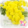 Mimosa
flowers-無料着せ替えアプリ [+]HOME by Ateam