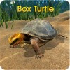 Box Turtle Simulator WildFoot Games