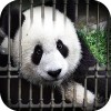 Can You Escape – Baby
Panda Odd1Apps